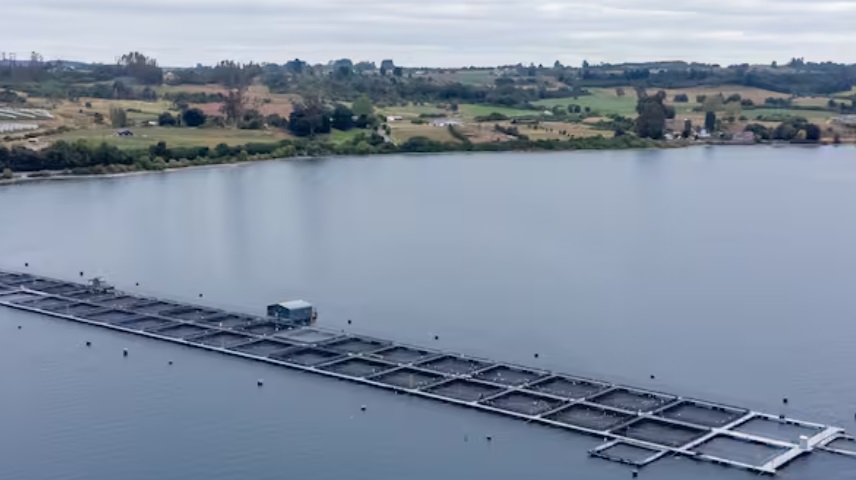 Sernapesca activa plan de vigilancia ante mortalidad masiva de salmones por alga nociva en Hornopirén