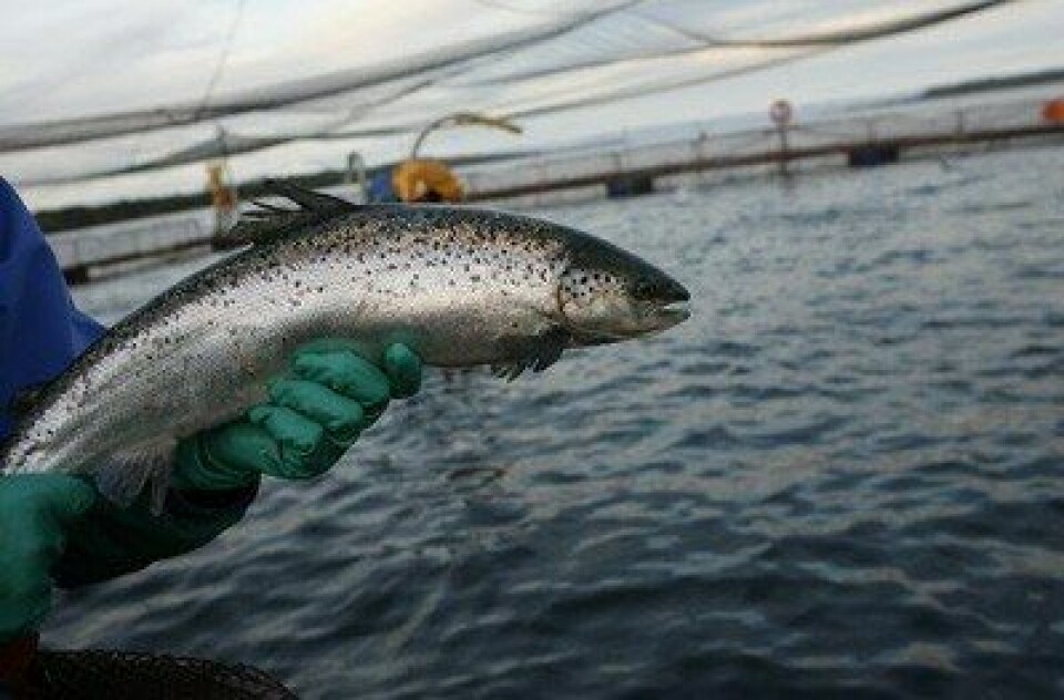 Multa de 300 UTM a empresa salmonera que no cumplió con informar dentro de plazo los tratamientos terapéuticos a sus cultivos de salmones, se confirma por la Corte Suprema.
