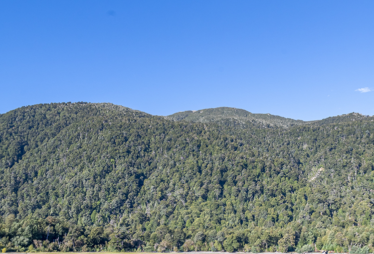 500 mil hectáreas de bosque nativo ha perdido la zona centro-sur en las últimas dos décadas