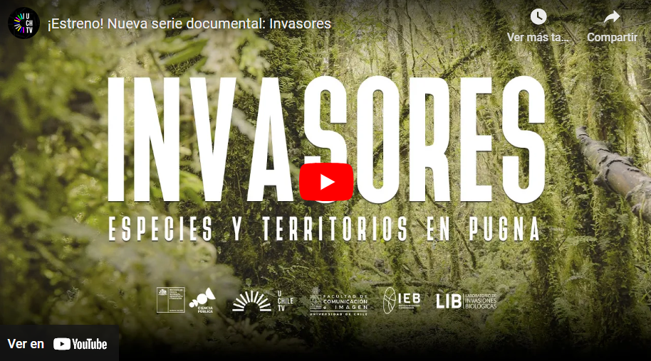 Castores, perros y pinos: Estrenan serie sobre especies que están matando la naturaleza chilena