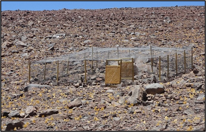 SMA dicta medida contra minera Gold Fields para garantizar el resguardo de chinchillas
