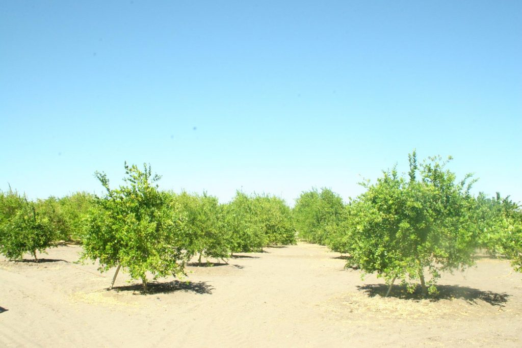 Contaminaría oasis único en el desierto: Indígenas reclaman contra ampliación de minera en Pica