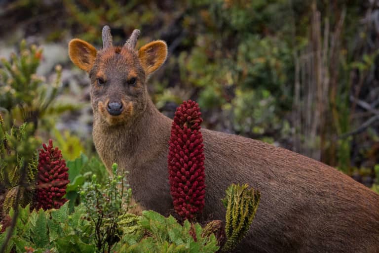 Alerta por muerte de pudúes: 83% de los ingresos al centro de conservación en el norte de la Isla ha perdido la vida