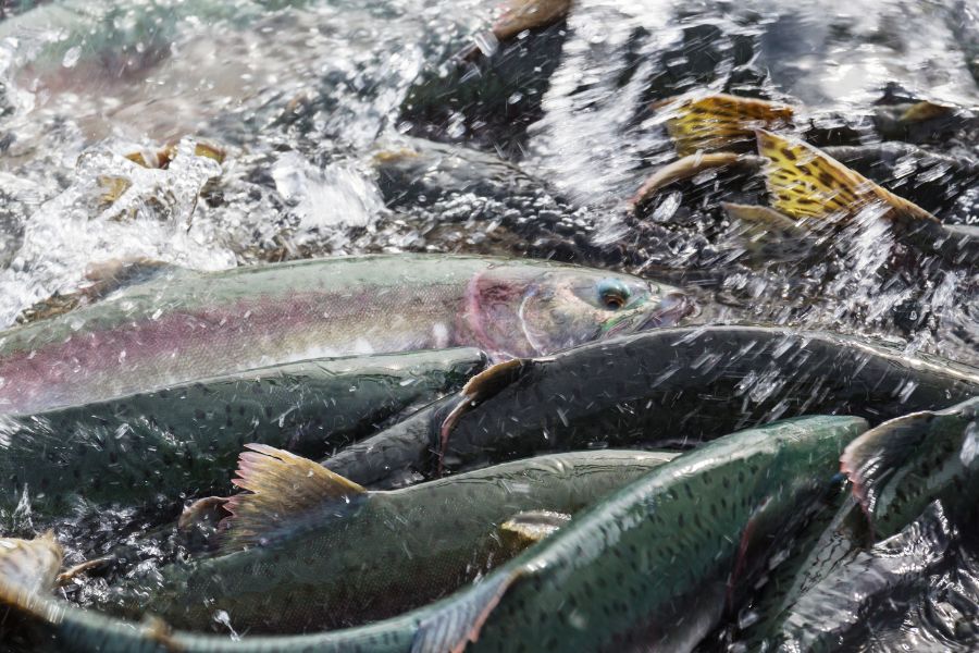95 casos de sobreproducción de salmones en reservas nacionales sin sanción – PARTE 2