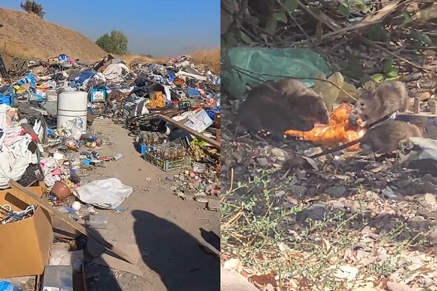 Clases suspendidas por ratones: Basural asedia a población y jardín infantil en Huechuraba