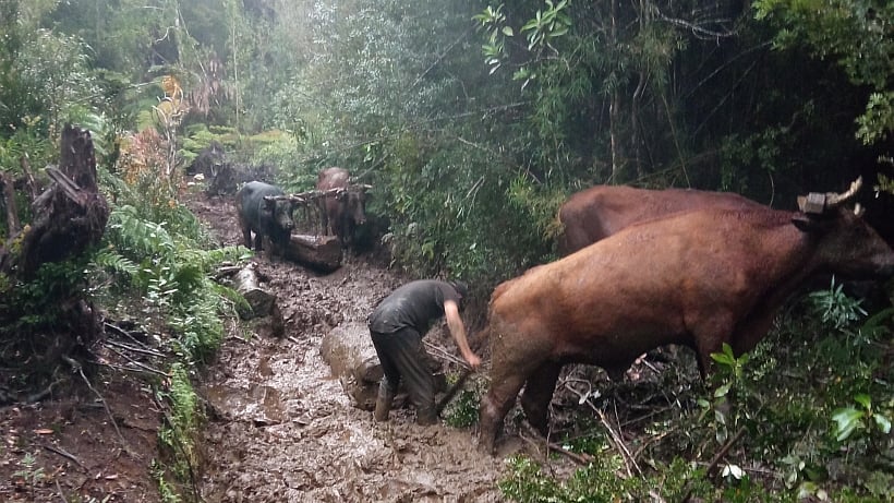 Vuelven a denunciar tala ilegal de bosque nativo en sector Correntoso de Puerto Montt