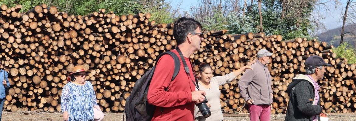 Organizaciones internacionales recogieron evidencias de impacto del monocultivo forestal en el centro-sur de Chile
