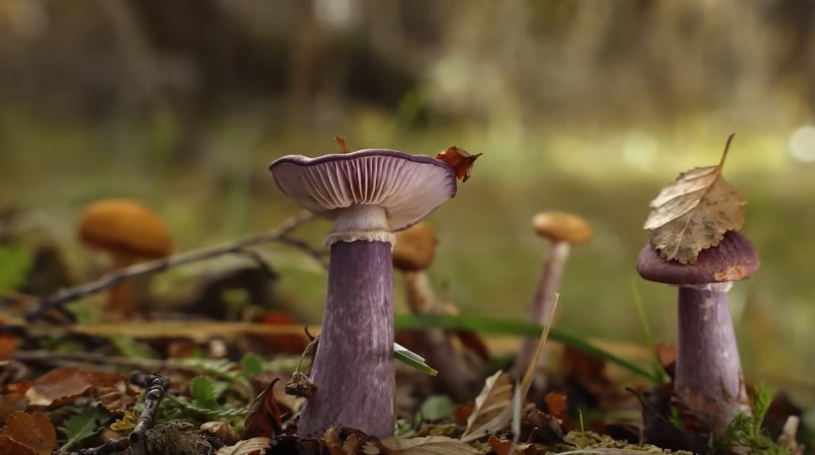 Flora, Fauna y Funga: el reino fungi como “sostenedor de los ecosistemas de la Tierra”