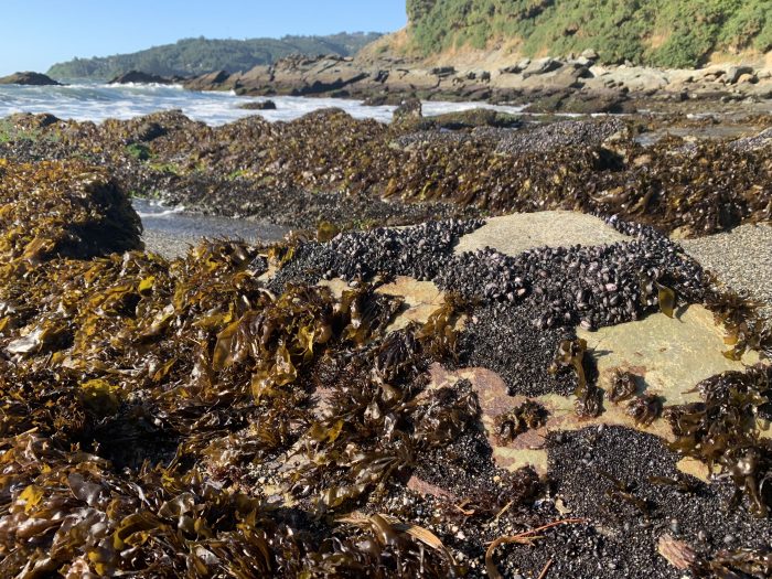 Estudio expone efectos “escondidos” de cambio climático en vida marina de peces e invertebrados