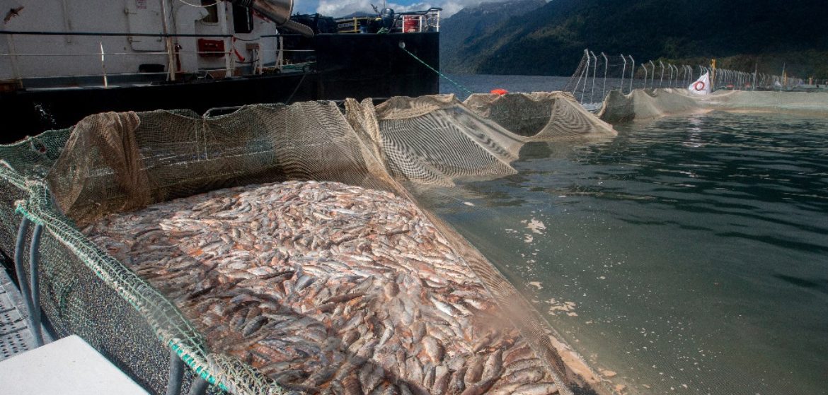 ¿Por qué la industria salmonera enfrenta graves conflictos en Chile? | Cinco lecturas sobre el tema