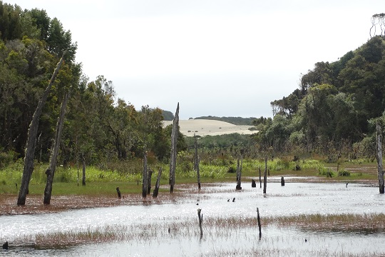 Realizan inédito estudio sobre la historia ambiental de la cuenca de un río de Chiloé