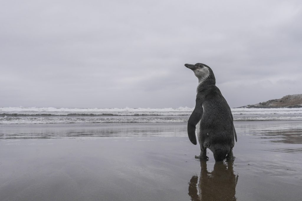 Apocalíptica caída en población de Pingüino de Humboldt: De 800 parejas reproductivas, queda una