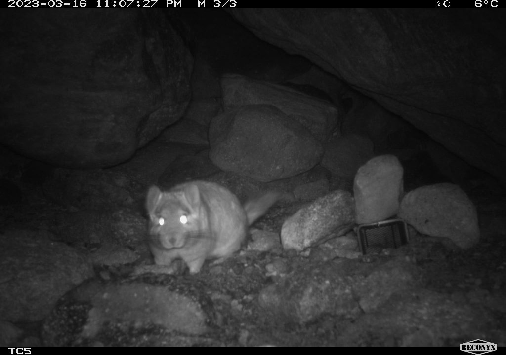 Chinchillas desaparecidas en minera de Gold Fields en Atacama podrían estar muertas: “Es catastrófico”