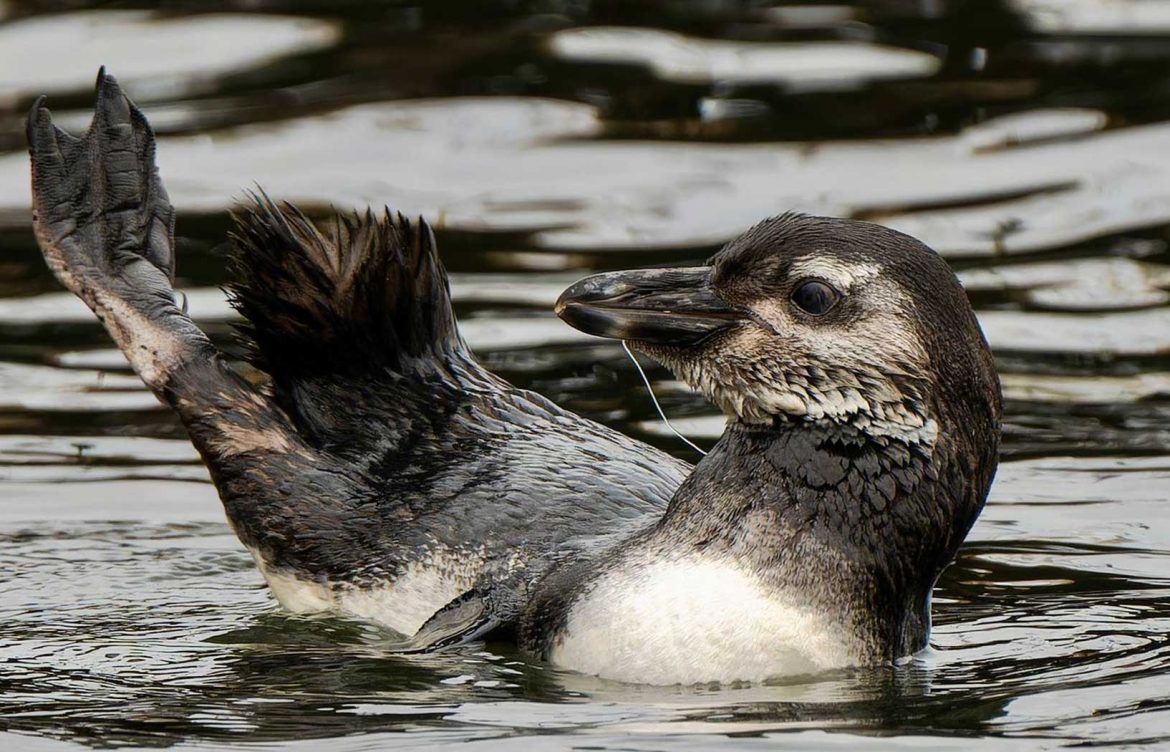 Pingüinos varados en Antofagasta presentan lesiones por implementos de pesca