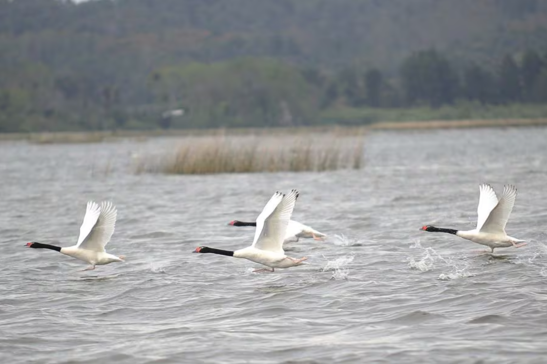 Otro tormento para el río Cruces de Valdivia: detectan silenciosa pero potente contaminación química