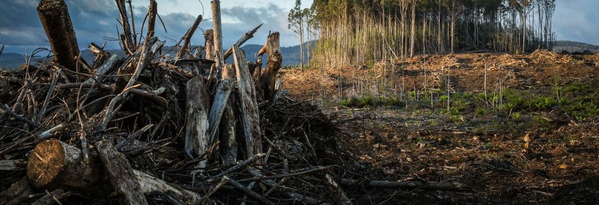Conflictos socioecológicos, incendios y disminución de agua: Nuevo estudio científico confirma impactos de extractivismo forestal en Chile