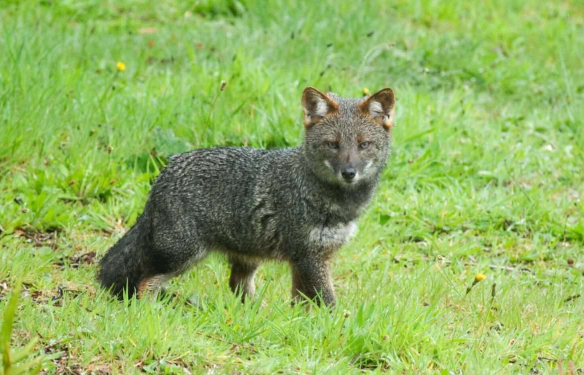 Aprueban campaña nacional para salvar al zorro chilote y el huillín de la extinción en sur de Chile