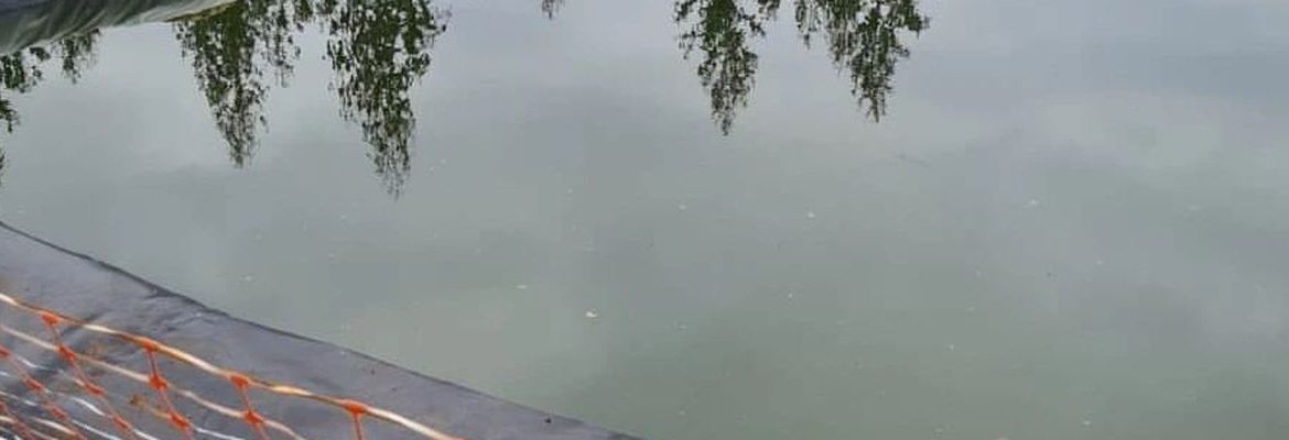 Comunidad tomecina en alerta por embalse de Forestal Arauco: Hallaron perros muertos y temen por seguridad de personas y fauna nativa