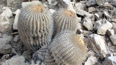 Comercio ilegal de cactus endémico del desierto de Atacama podría llevar a su extinción: Están de gran moda en Asia y Europa