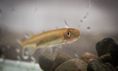 Estudian nueva amenaza silenciosa para las especies del río Cruces en Valdivia