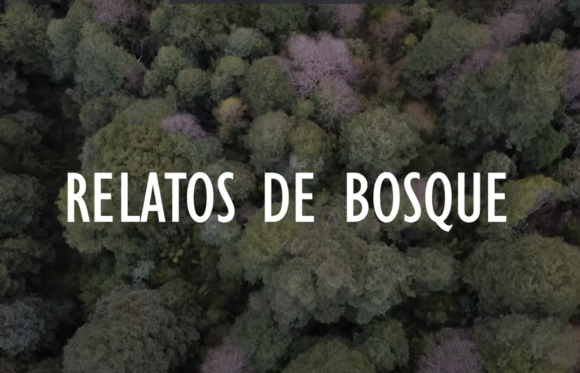 Documental narra defensa de los bosques de araucaria acorralados por el negocio forestal