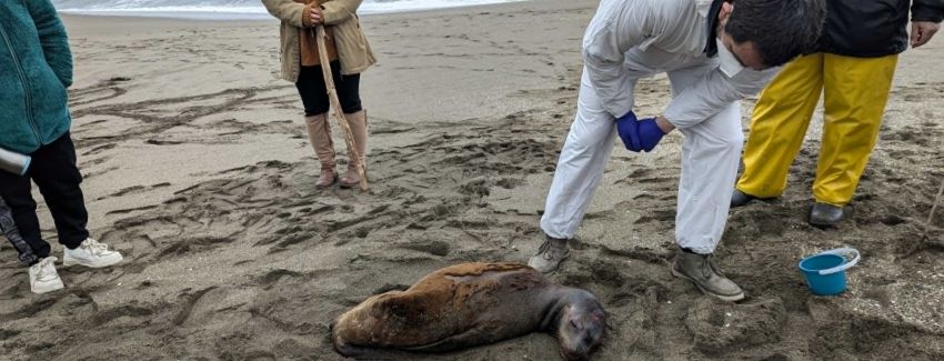 Sernapesca alerta por casos de lobos marinos atacados por perros en playas
