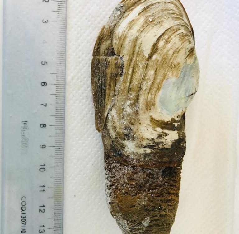 Estudio detecta la presencia de microplásticos en almejas de la Antártica