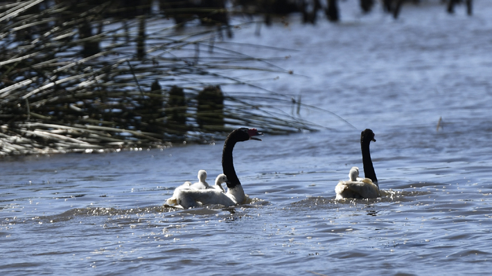 Aumenta el número de cisnes de cuello negro muertos por lobos marinos, y ya suman 139 este año
