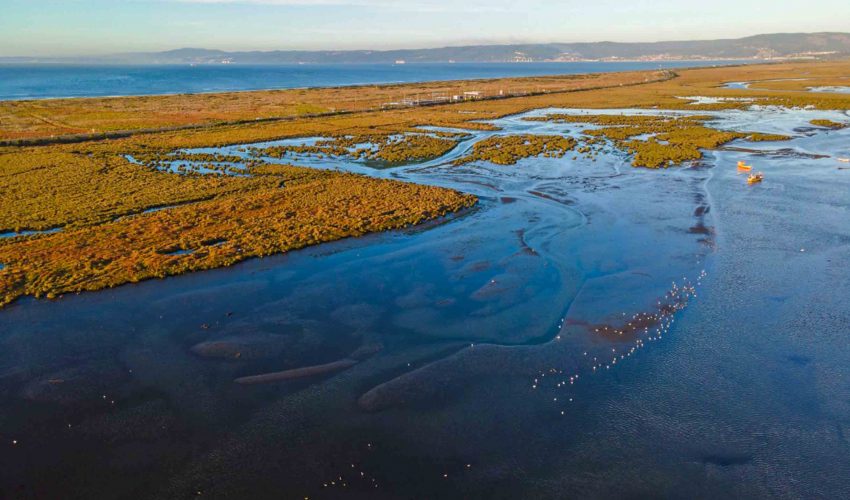 Cuatro humedales del Gran Concepción están etapa final para ser declarados como urbanos