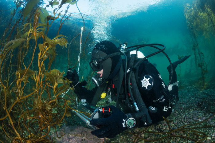 Presentan libro sobre los bosques submarinos de la Patagonia