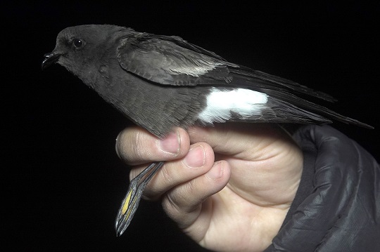 Científicos descubren nueva especie de ave marina en la Cordillera de los Andes