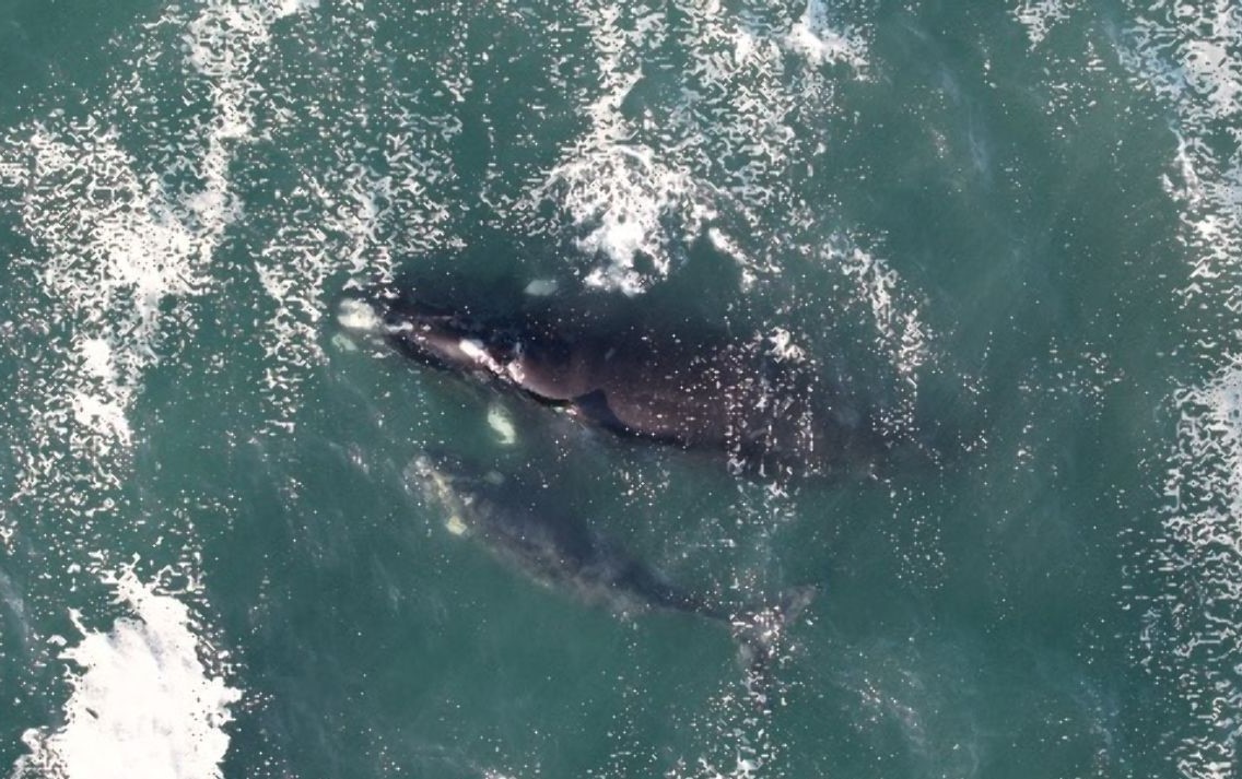 Ballena franca austral y su cría descansan en las aguas frente a Curiñanco