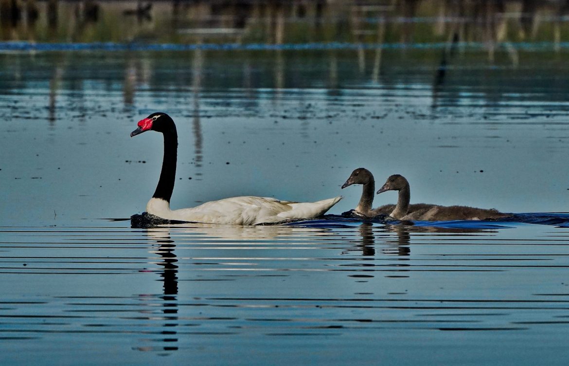 Una decena de cisnes de cuello negro fueron hallados muertos en Santuario Carlos Anwandter