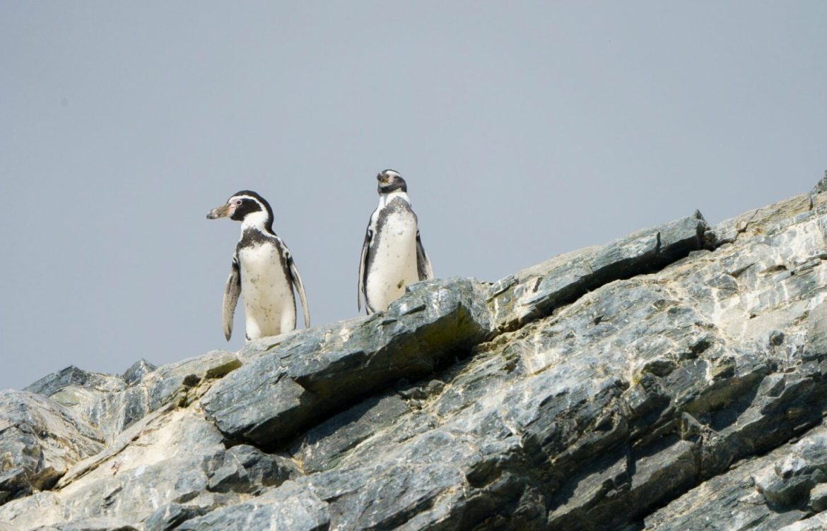 Plan RECOGE Pingüino de Humboldt: la estrategia que pretende evitar extinción de emblemática especie ya es oficial