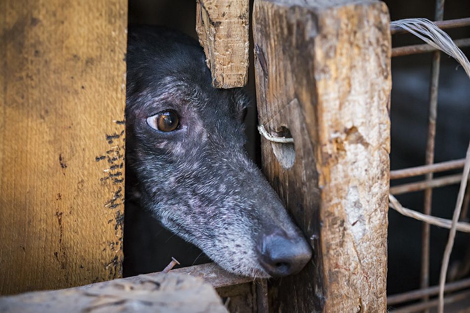 Nuevamente en suspenso votación de controversial proyecto de ley que busca prohibir las carreras de perros en Chile