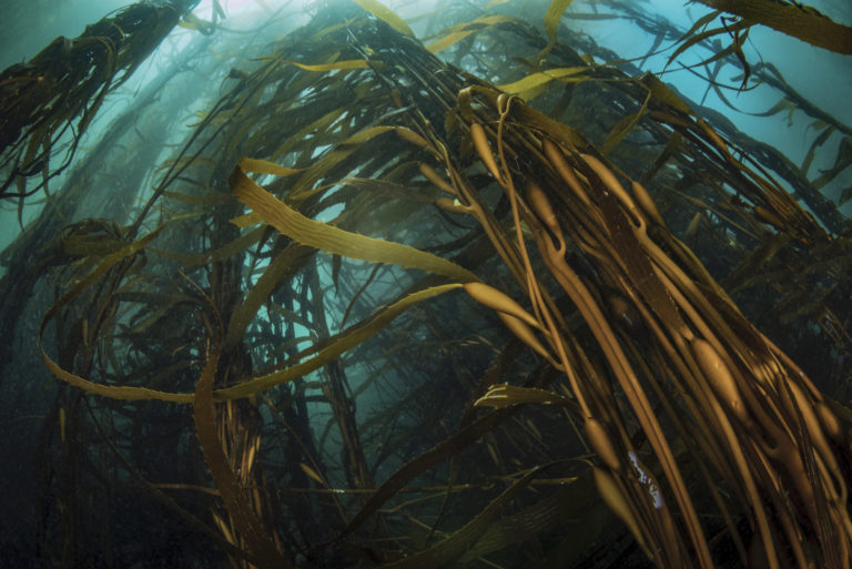 Pescadores y científicos se unen para repoblar con algas zonas altamente contaminadas en la costa de Chile