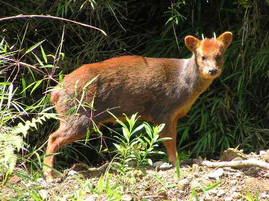 Convocan a instituciones para proteger al pudú con fondo especial para Chiloé