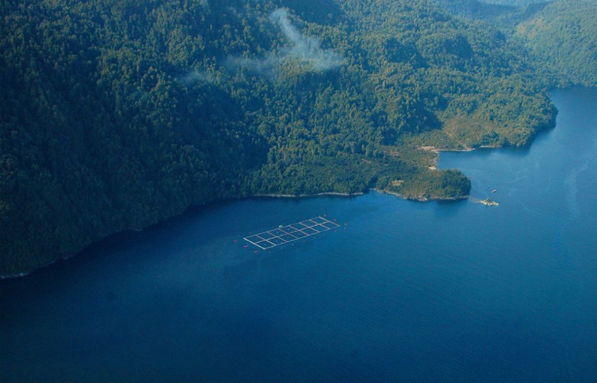 Salvemos la Patagonia: Parte campaña para que salmoneras salgan de parques y reservas nacionales