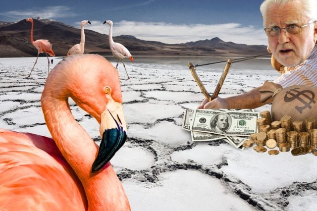 Proyecto de“Empresa fantasma” comprada por CODELCO amenaza a gran colonia de Flamencos protegidos