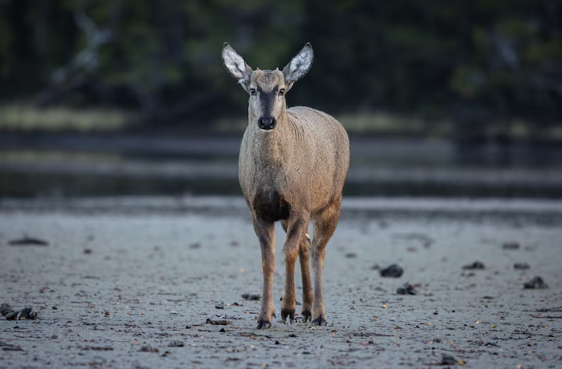 Está en peligro de extinción desde 1973: científicos y un inesperado hallazgo en costas de Magallanes