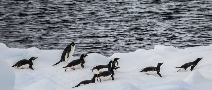 La gripe aviar altamente patogénica se expande por la Antártida más de lo esperado