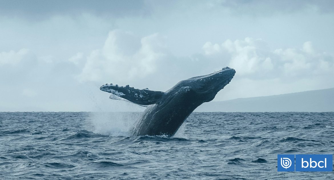 Chile podría perder su derecho a proteger ballenas por deuda que el Estado no ha pagado en dos años