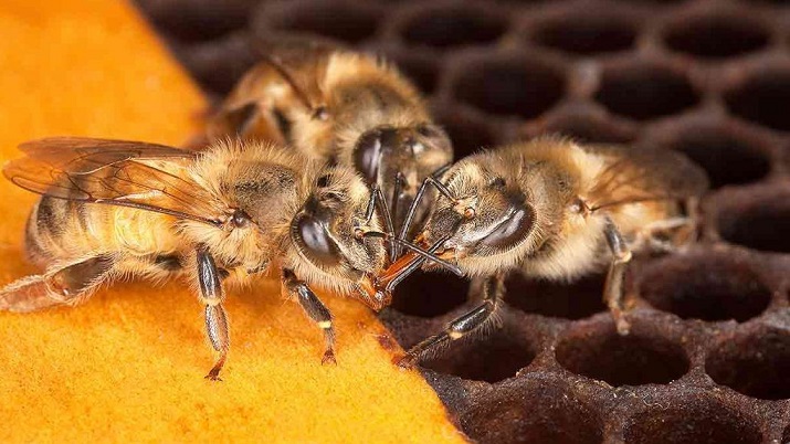 Fumigación mató a 15 millones de abejas de 187 colmenas en Mariquina y Suprema ordena reponerlas