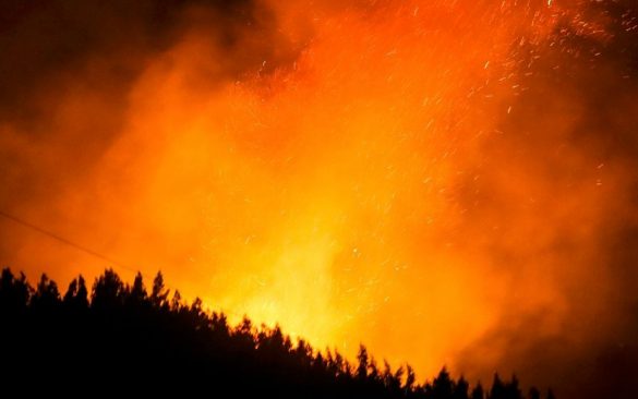Cambio climático y los bosques nativos del sector forestal