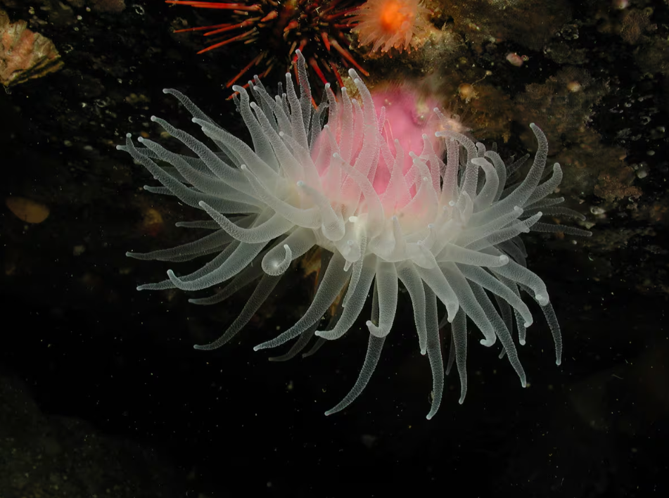 La vida secreta de los corales de aguas frías de la Patagonia