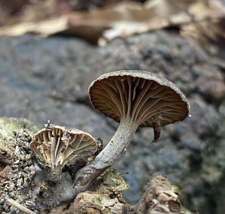Hongos de Juan Fernández: Proyecto colaborativo busca crear la primera guía fúngica del archipiélago