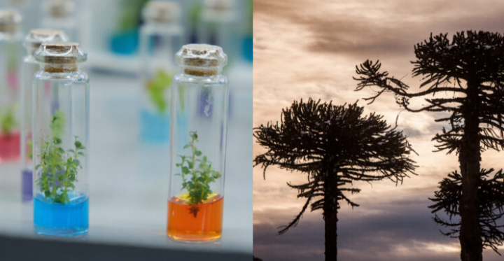 Hito científico en Chile: Secuencian genoma de la Araucaria araucana para evitar riesgo de extinción