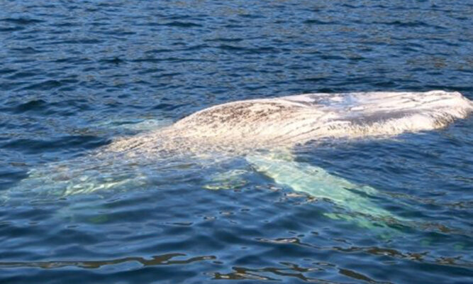 Sernapesca oficia a la Fiscalía para investigar muerte de ballena jorobada en un centro de cultivo de Australis Mar