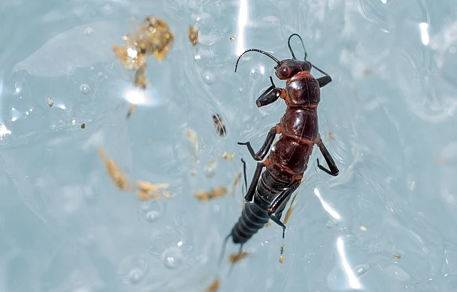 Dragón de la Patagonia, el extraño ser que vive en los glaciares y es intolerante a la contaminación
