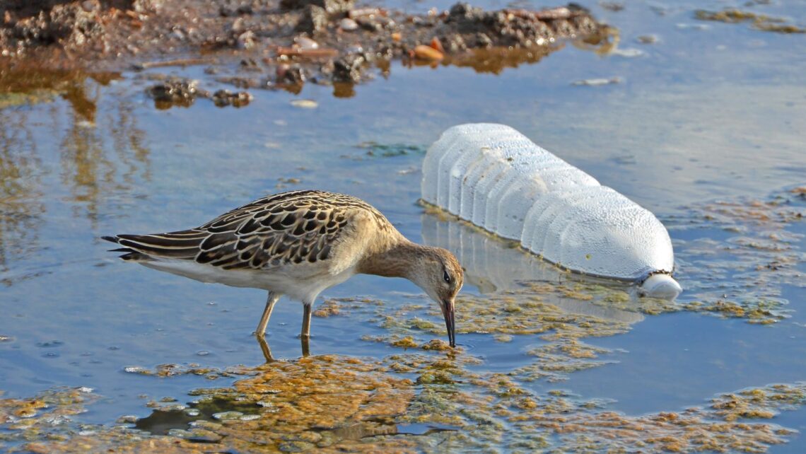 COP16: Perú, Chile y Colombia han sido claves en el impulso de un ‘Tratado Global sobre Contaminación por Plásticos’